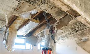 Reliable Keystone, FL Mold Remediation Solutions